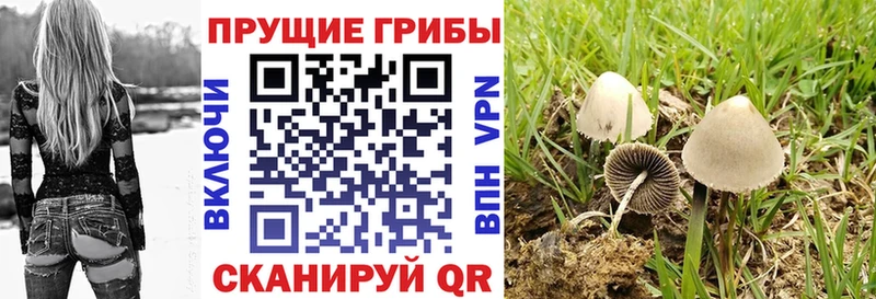 Галлюциногенные грибы Cubensis  где найти наркотики  Астрахань 